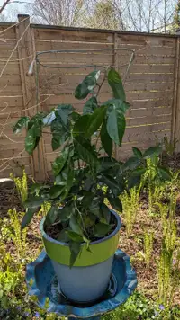 Lemon tree plant, 3 years old