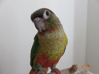 **DNA MALE YELLOW SIDED CONURE**