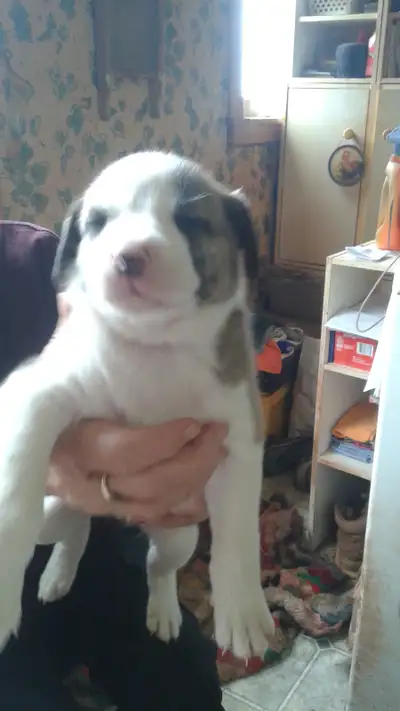 AUSSIE SHEPHERD / LAB  MIX PUPS   ALL SOLD, View more