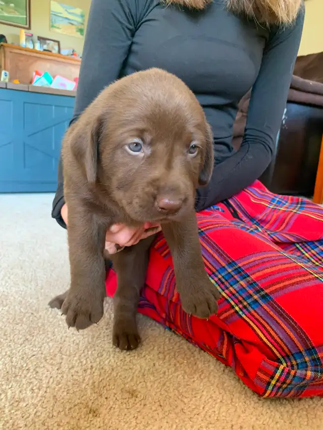 Pure bred lab puppies for sale! in Dogs & Puppies for Rehoming in Sudbury - Image 4