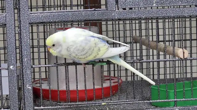 beautiful baby budgie in Birds for Rehoming in Brantford - Image 4