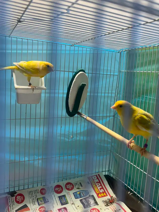 2025 canary pair for sale in Birds for Rehoming in Saskatoon - Image 3