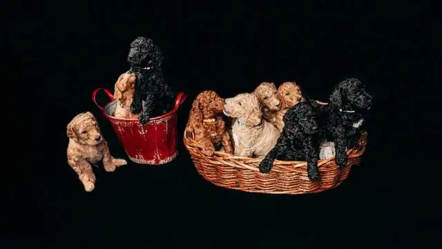 STANDARD POODLE PUPPIES! CKC REGISTERED in Dogs & Puppies for Rehoming in Calgary - Image 9