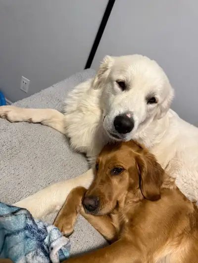 Retriever puppies great pryneese, View more