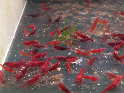 Cherry Shrimp Red Blue Yellow Orange Black Aquarium Plants Snail, View more
