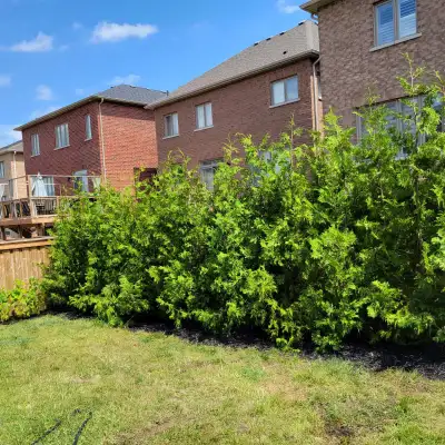 Fast Growing Natural Privacy! Eastern White Cedar Trees 3-12ft Perfect for privacy hedges! Pick up,...