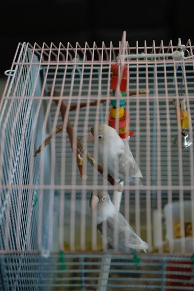 Here are your three Kijiji ad descriptions: --- **LISTING A — 4-Month-Old Fischer's Lovebirds | $140...