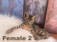 Exotic Savannah Bengal Kittens w Exotic Looks