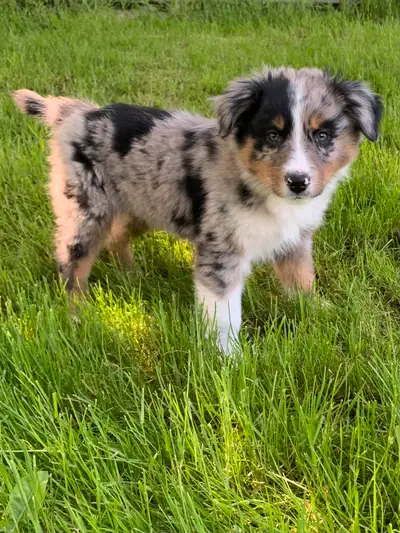 READY TO GO Pure bred standard Australian shepherd puppies 1 left Ready for new Homes Dad is black t...