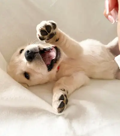 Golden retriever mix Australian Shepherd, View more