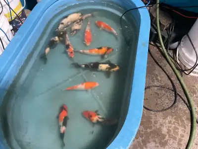 I have around 30 koi for sale these are a few pictures of what I have 150 to 300 or take all for 200...