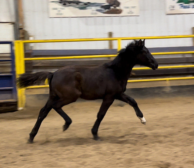 Gorgeous black KWPN Secret/Freestyle gelding! in Horses & Ponies for Rehoming in Edmonton - Image 3