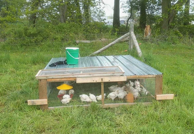 Pasture-Raised Whole (non certified) Organic Chickens in Health & Special Needs in Hamilton - Image 2