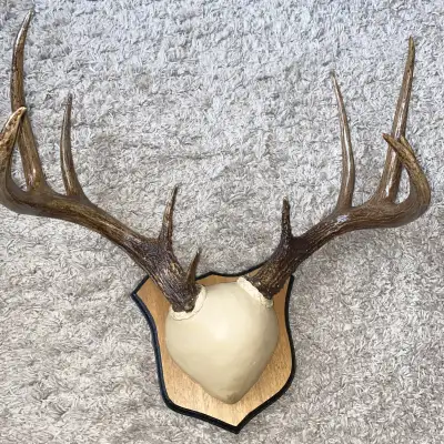 Firm price /vintage gorgeous authentic Deer ANTLER PLAQUE mount, View more