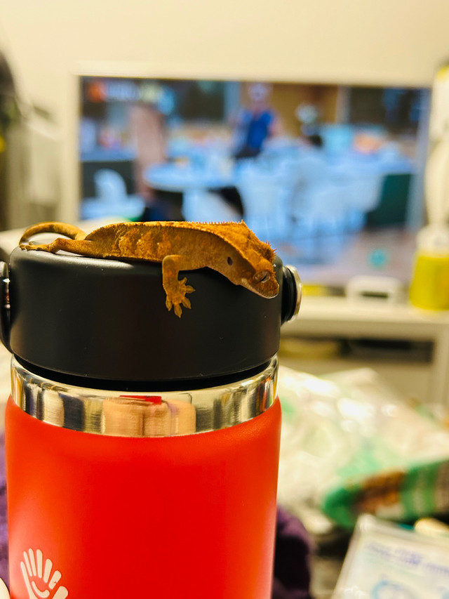 Crested gecko in Reptiles & Amphibians for Rehoming in Delta/Surrey/Langley - Image 4