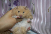  baby Syrian hamsters