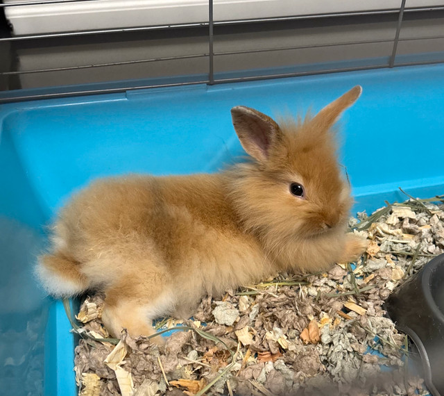 Lionhead Bunny needing a home in Small Animals for Rehoming in Stratford - Image 2