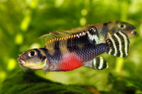 RARE WEST AFRICAN CICHLIDS