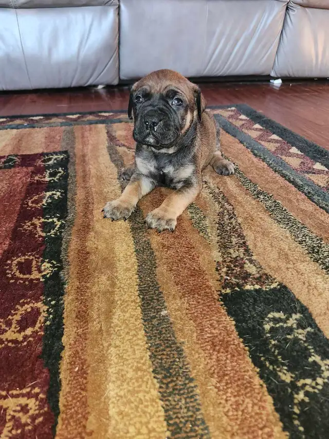 Bullmastiff,  Presa Canario, Pit Mix Puppies in Dogs & Puppies for Rehoming in Leamington - Image 3