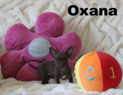 Chihuahua❤Femelle Mini mini ❤️100% Garantie.Top Qualité ★★★, View more