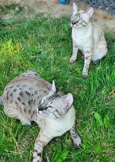 Savannah Kittens Purebred Registered, View more