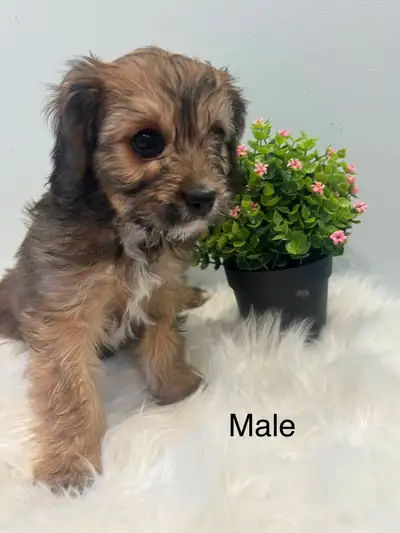 Cavapoo Puppies, View more