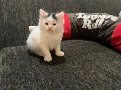 3 cute kittens born on Mar20 for sale $250 each, View more