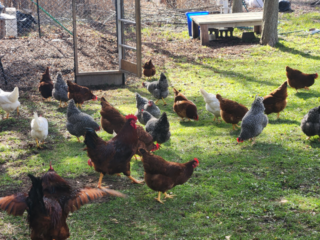 Chicken Eggs - FREE RUN - Fresh and Nutritious in Livestock in Oshawa / Durham Region - Image 3