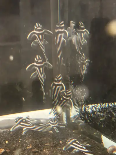 L46 ZEBRA PLECO GROUP , View more