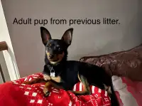 Miniature Pinscher Chihuahua Mix Puppy