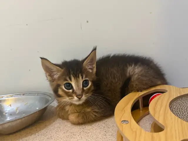 JUNGLE CURL et jungle bob F3 et Chausie F2 in Cats & Kittens for Rehoming in Gatineau - Image 5