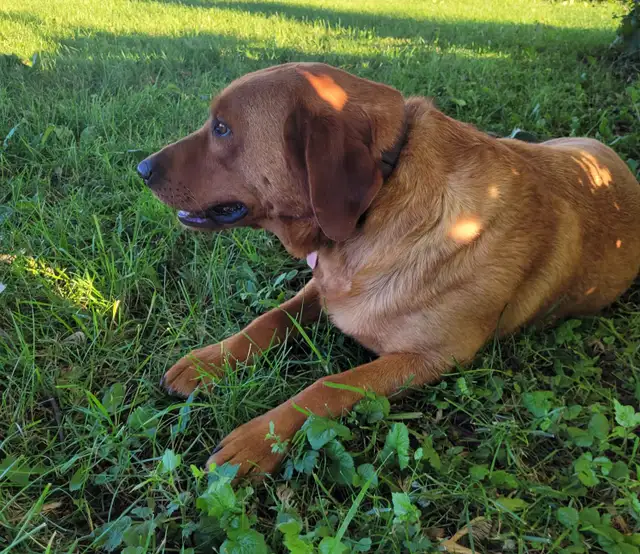AKC Registered Red Fox Lab in Dogs & Puppies for Rehoming in Owen Sound - Image 6