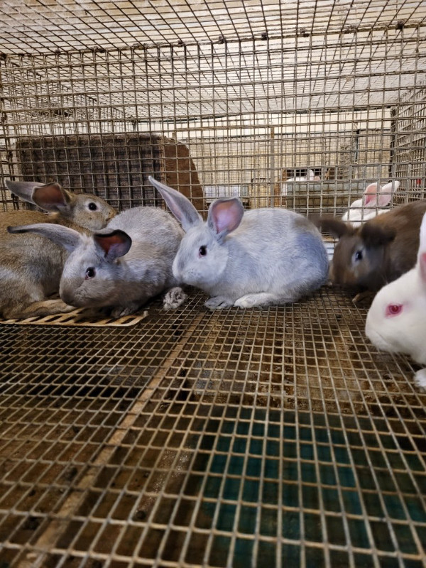 Meat rabbits for sale Livestock Barrie Kijiji