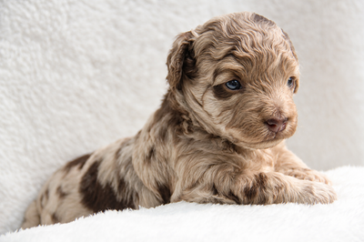 Coton Mix  Pups Rare Merle  - Therapy Dog Potential, View more