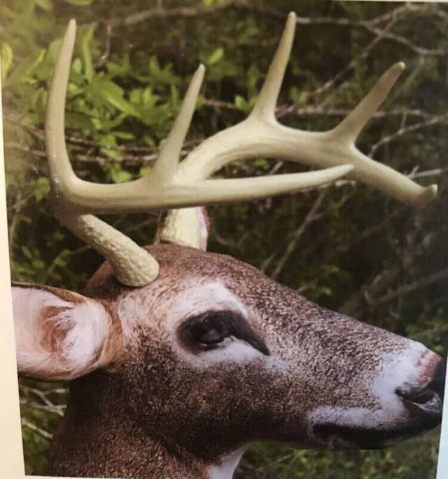 Deer Buck Decoy in Outdoor Décor in Dartmouth - Image 4
