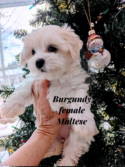 Teddy Bear Maltese and Maltese Shihtzu Puppies, View more