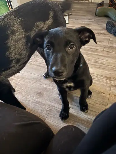 Mix breed puppy (PLEASE  READ ADD DESCRIPTION), View more