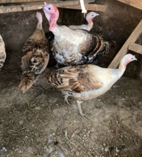 Sweetgrass Turkey Hatching eggs 