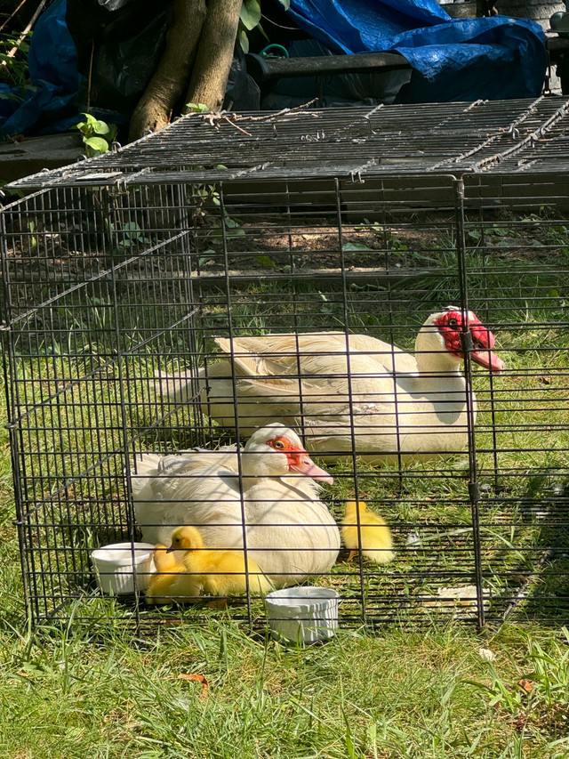 7 muscovy duck  ,family  in Livestock in Markham / York Region - Image 4
