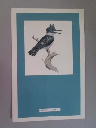 F. Lansdowne print - Belted Kingfisher (7 1/4 x 11 1/8 unframed), View more