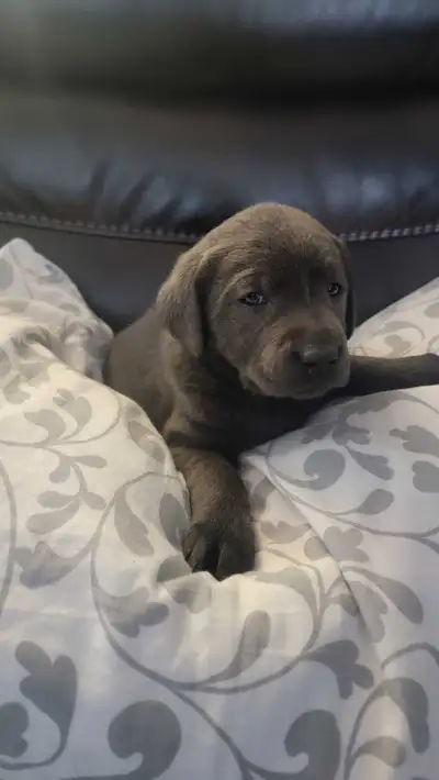 charcoal lab pups ready to go , View more