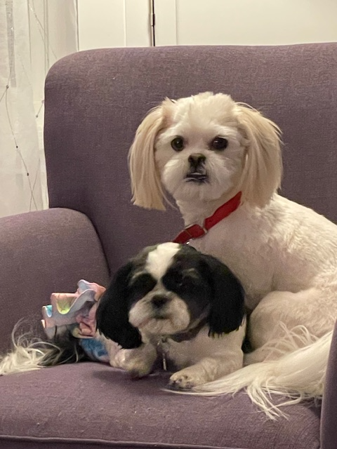 Sweet Malshi (Shih TZU / Maltese) Pups! in Dogs & Puppies for Rehoming in Comox / Courtenay / Cumberland - Image 3