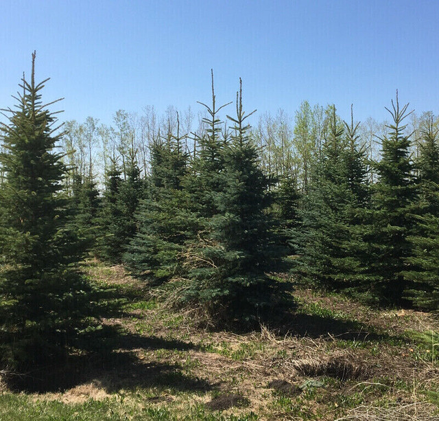 Colorado spruce Black Walnut trees for sell in Plants, Fertilizer & Soil in Hamilton - Image 3