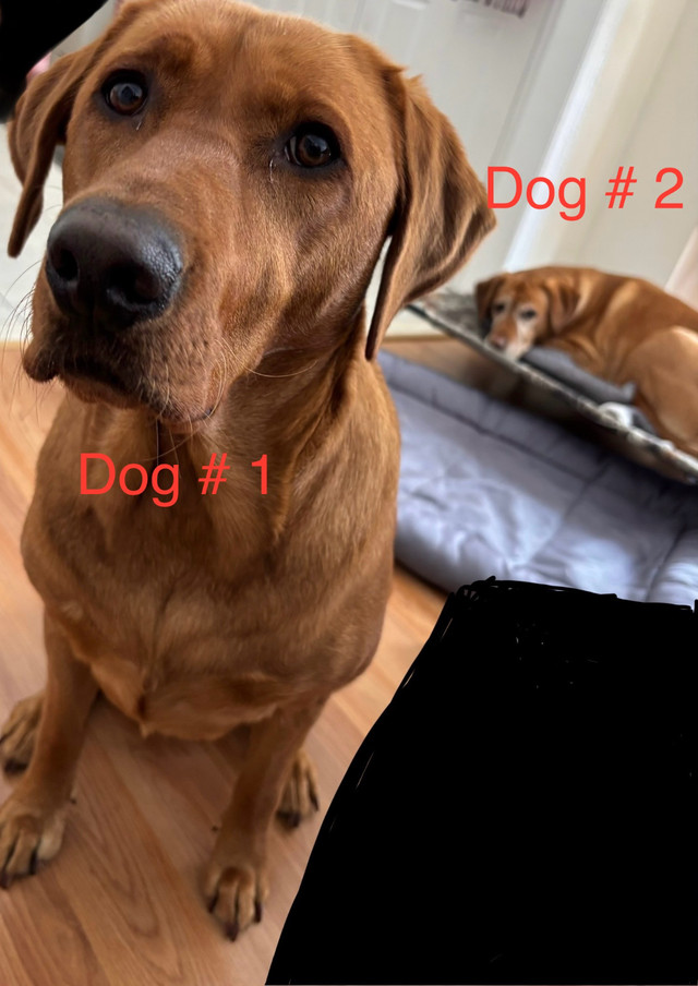 Two Super Friendly Red Fox Lab dogs for sale in Dogs & Puppies for Rehoming in Barrie - Image 2
