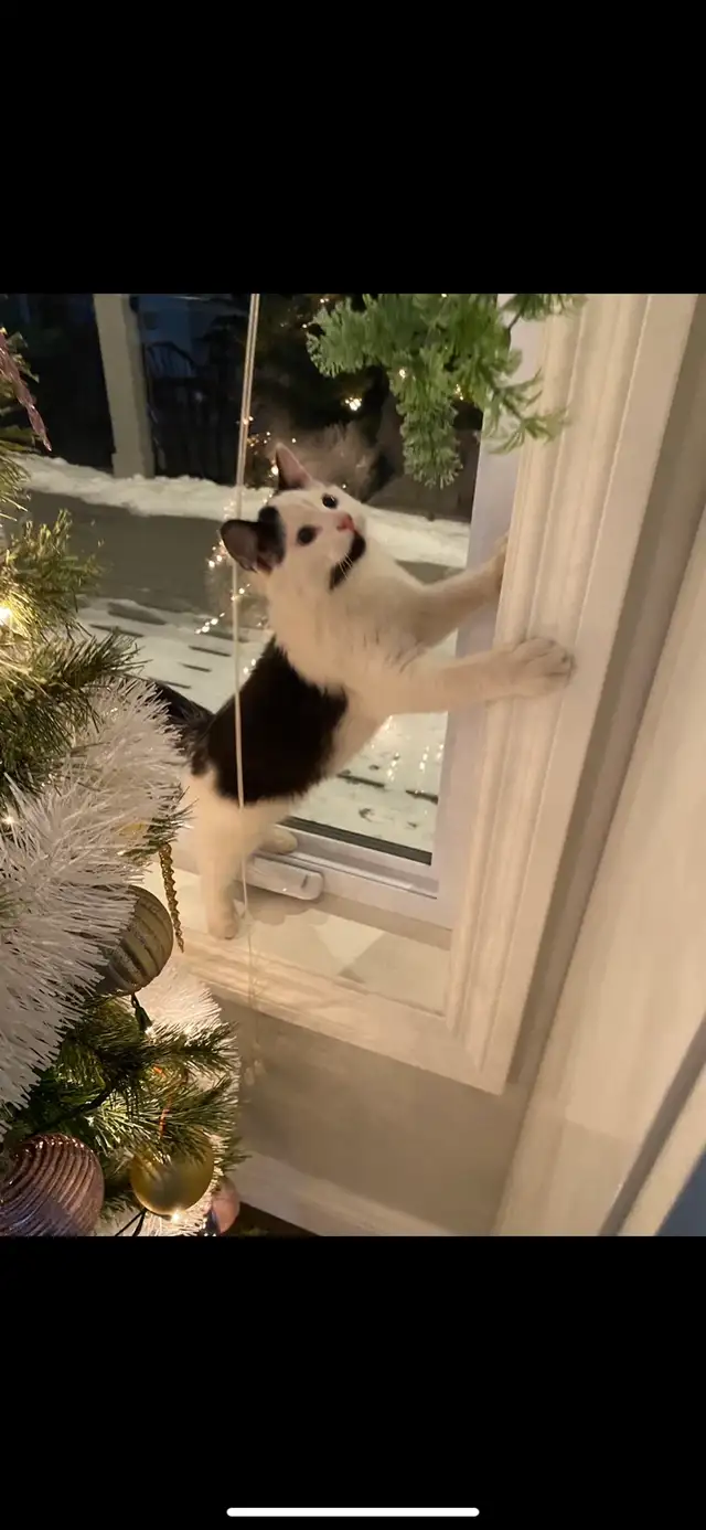 lost long haired tuxedo cat! 427545915347456001