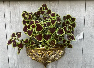 vintage syroco planter, View more