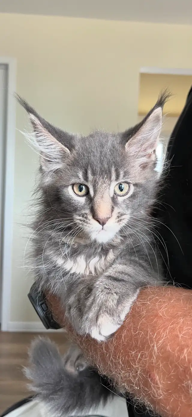 chatons mainecoon in Cats & Kittens for Rehoming in Lac-Saint-Jean - Image 5
