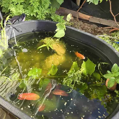 Fish Keeping Supplies, View more