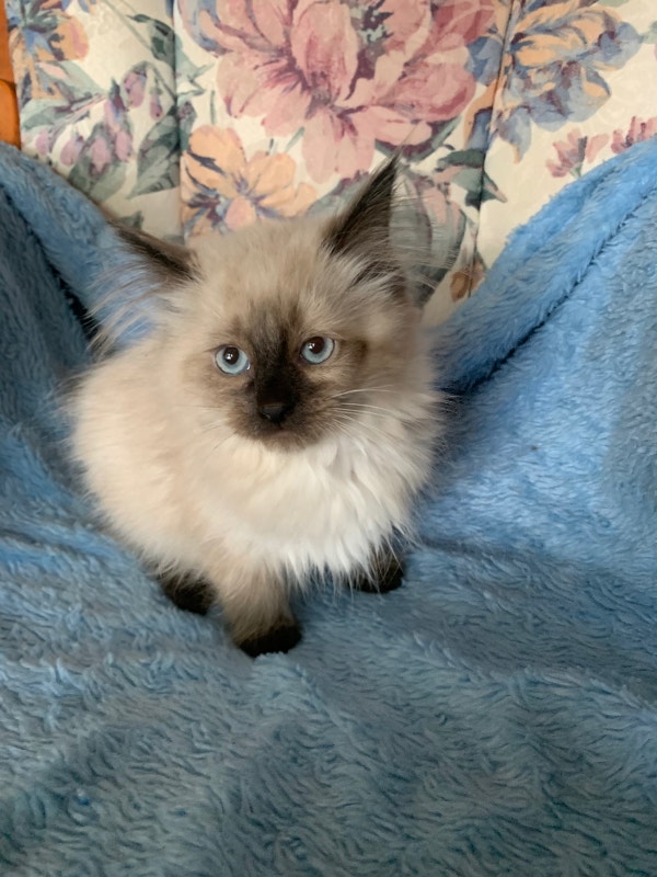 Ragdoll Kittens Ready To Go Cats & Kittens for Rehoming Edmonton Kijiji