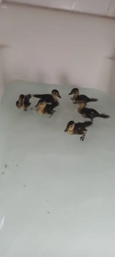 Mandarin ducks (ducklings), View more